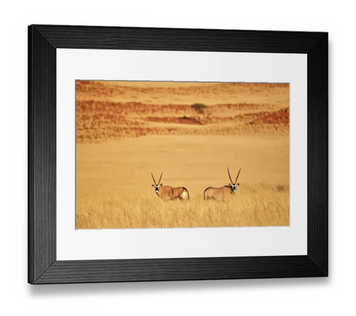 Framed Print : Gemsbok (Oryx gazella) pair standing in grass after wet season in desert, Namib-Naukluft National Park, Namibia Framed Print : Gemsbok (Oryx gazella) pair standing in grass after wet season in desert, Namib-Naukluft National Park, Namibia