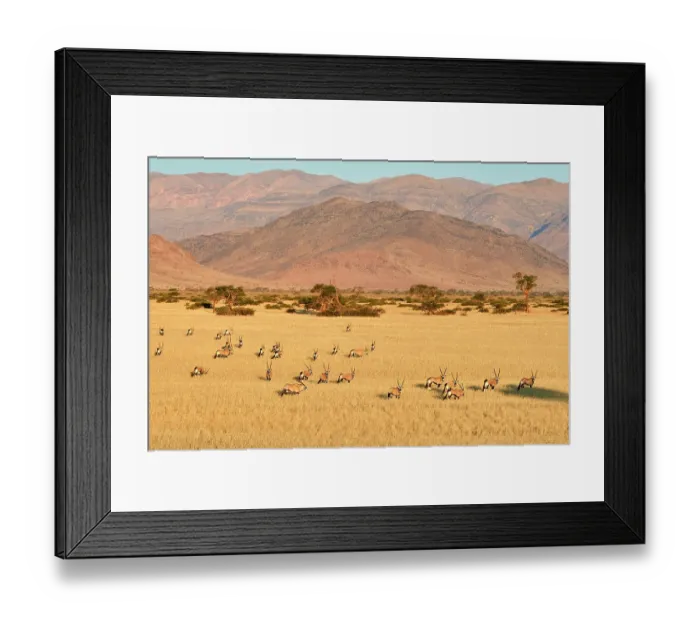 Framed Print : Gemsbok (Oryx gazella) herd in desert after the wet season with Naukluft Mountains in the background, Namib-Naukluft National Park, Namibia Framed Print : Gemsbok (Oryx gazella) herd in desert after the wet season with Naukluft Mountains in the background, Namib-Naukluft National Park, Namibia