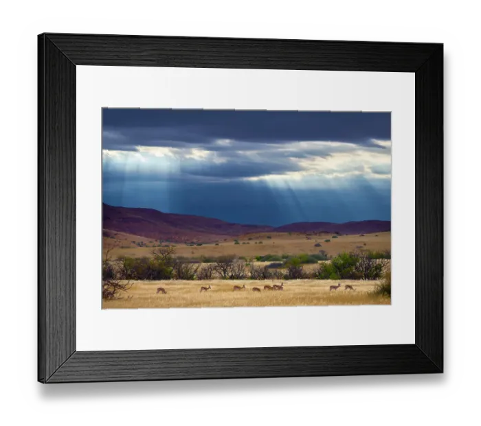 Framed Print : Springbok (Antidorcas marsupialis) herd in grassland after rain, Palmwag Conservancy, Damaraland, Namibia Framed Print : Springbok (Antidorcas marsupialis) herd in grassland after rain, Palmwag Conservancy, Damaraland, Namibia