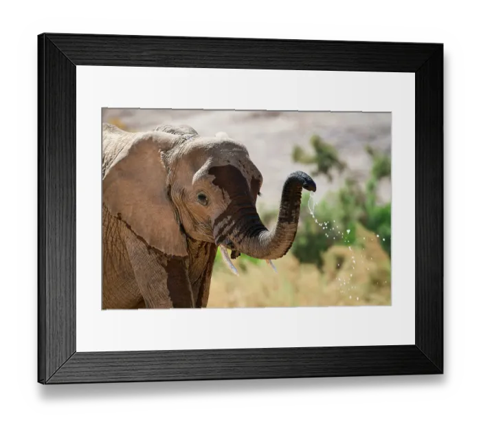 Framed Print : African desert elephant (Loxodonta africana), drinking from waterhole, Hoanib River, Damaraland, Namibia Framed Print : African desert elephant (Loxodonta africana), drinking from waterhole, Hoanib River, Damaraland, Namibia