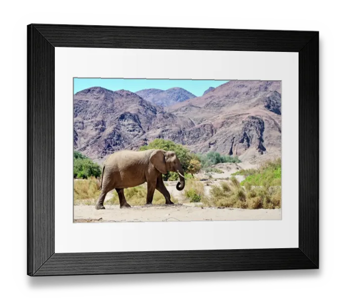 Framed Print : African desert elephant (Loxodonta africana) walking in dry Hoanib Riverbed, Damaraland, Namibia Framed Print : African desert elephant (Loxodonta africana) walking in dry Hoanib Riverbed, Damaraland, Namibia