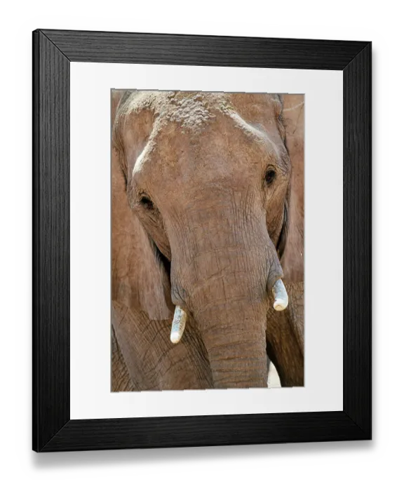Framed Print : African desert elephant (Loxodonta africana) portrait, Hoanib River, Damaraland, Namibia Framed Print : African desert elephant (Loxodonta africana) portrait, Hoanib River, Damaraland, Namibia
