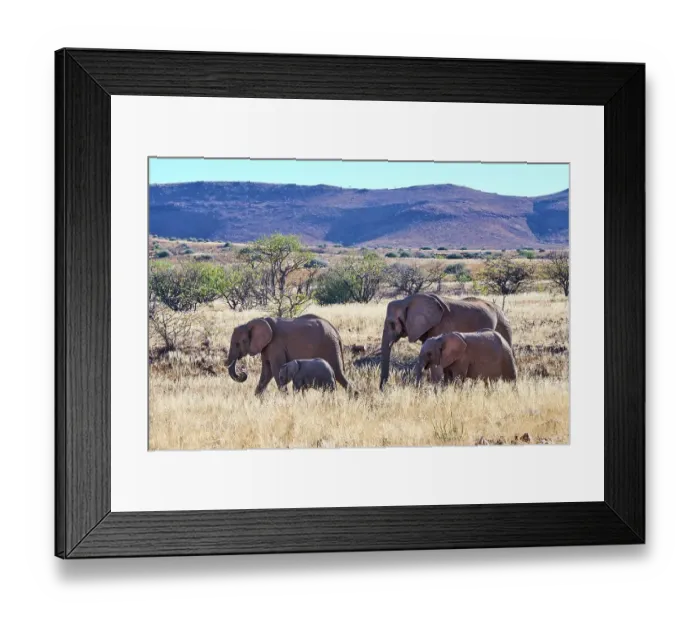 Framed Print : African desert elephant (Loxodonta africana) herd with one month old baby, Palmwag Conservancy, Damaraland, Namibia Framed Print : African desert elephant (Loxodonta africana) herd with one month old baby, Palmwag Conservancy, Damaraland, Namibia