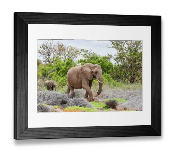 Framed Print : African desert elephant (Loxodonta africana) female and one month old calf walking, Palmwag Conservancy, Damaraland, Namibia Framed Print : African desert elephant (Loxodonta africana) female and one month old calf walking, Palmwag Conservancy, Damaraland, Namibia