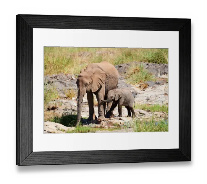 Framed Print : African desert elephant (Loxodonta africana) female with one month old calf drinking at at a spring of the Aub River, Palmwag Conservancy, Damaraland, Namibia Framed Print : African desert elephant (Loxodonta africana) female with one month old calf drinking at at a spring of the Aub River, Palmwag Conservancy, Damaraland, Namibia