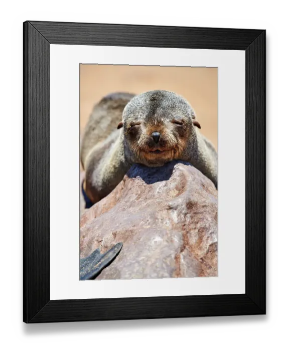 Framed Print : Cape fur seal (Arctocephalus pusillus) juvenile resting on rock, Cape Cross Seal Reserve, Namibia Framed Print : Cape fur seal (Arctocephalus pusillus) juvenile resting on rock, Cape Cross Seal Reserve, Namibia