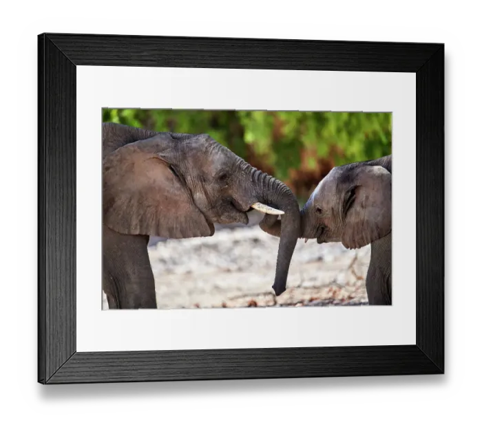Framed Print : African desert elephant (Loxodonta africana) juveniles play fighting, Hoanib River, Damaraland, Namibia Framed Print : African desert elephant (Loxodonta africana) juveniles play fighting, Hoanib River, Damaraland, Namibia