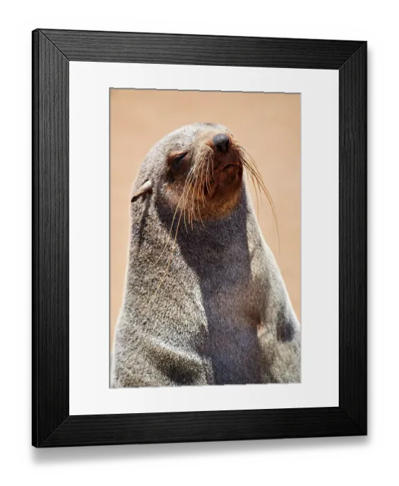 Framed Print : Cape fur seal (Arctocephalus pusillus) female hauled out on a beach, Cape Cross Seal Reserve, Namibia Framed Print : Cape fur seal (Arctocephalus pusillus) female hauled out on a beach, Cape Cross Seal Reserve, Namibia