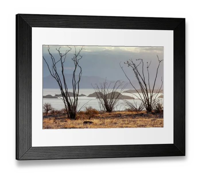 Framed Print : Ocotillo bush (Fouquieria splendens) with islands beyond. Bahia de los Angeles Biosphere Reserve, Sea of Cortez, Mexico. April Framed Print : Ocotillo bush (Fouquieria splendens) with islands beyond. Bahia de los Angeles Biosphere Reserve, Sea of Cortez, Mexico. April