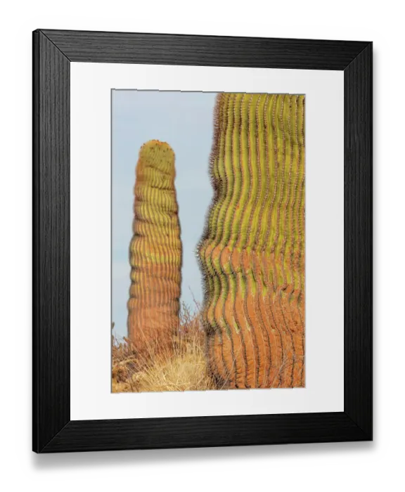 Framed Print : Santa Catalina barrel cactus (Ferocactus diguetii diguetii). Santa Catalina Island, Loreto Bay National Park, Sea of Cortez, Mexico. May Framed Print : Santa Catalina barrel cactus (Ferocactus diguetii diguetii). Santa Catalina Island, Loreto Bay National Park, Sea of Cortez, Mexico. May