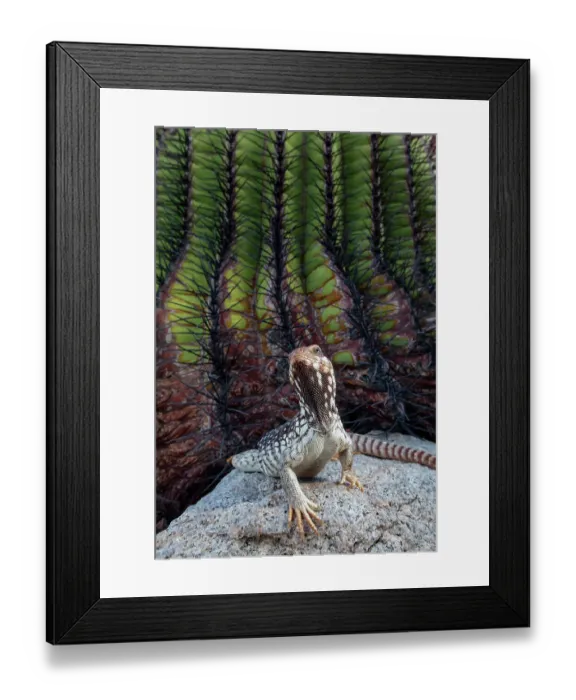 Framed Print : Santa Catalina Island desert iguana (Dipsosaurus catalinensis) in front of Santa Catalina barrel cactus (Ferocactus diguetii), Santa Catalina Island, Loreto Bay National Park, Sea of Cortez, Mexico. May Framed Print : Santa Catalina Island desert iguana (Dipsosaurus catalinensis) in front of Santa Catalina barrel cactus (Ferocactus diguetii), Santa Catalina Island, Loreto Bay National Park, Sea of Cortez, Mexico. May