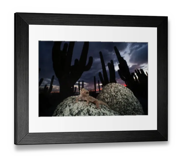 Framed Print : Santa Catalina Island leaf-toed gecko (Phyllodactylus bugastrolepis) in front of Mexican giant cardon cactuses (Pachycereus pringlei). Santa Catalina Island, Loreto Bay National Park, Sea of Cortez, Mexico. May Framed Print : Santa Catalina Island leaf-toed gecko (Phyllodactylus bugastrolepis) in front of Mexican giant cardon cactuses (Pachycereus pringlei). Santa Catalina Island, Loreto Bay National Park, Sea of Cortez, Mexico. May