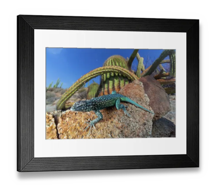 Framed Print : Santa Catalina Island side-blotched lizard (Uta squamata) in front of Sour pitaya cactus (Stenocereus gummosus) and Santa Catalina barrel cactus (Ferocactus diguetii). Santa Catalina Island, Loreto Bay National Park, Sea of Cortez, Mexico. May Framed Print : Santa Catalina Island side-blotched lizard (Uta squamata) in front of Sour pitaya cactus (Stenocereus gummosus) and Santa Catalina barrel cactus (Ferocactus diguetii). Santa Catalina Island, Loreto Bay National Park, Sea of Cortez, Mexico. May