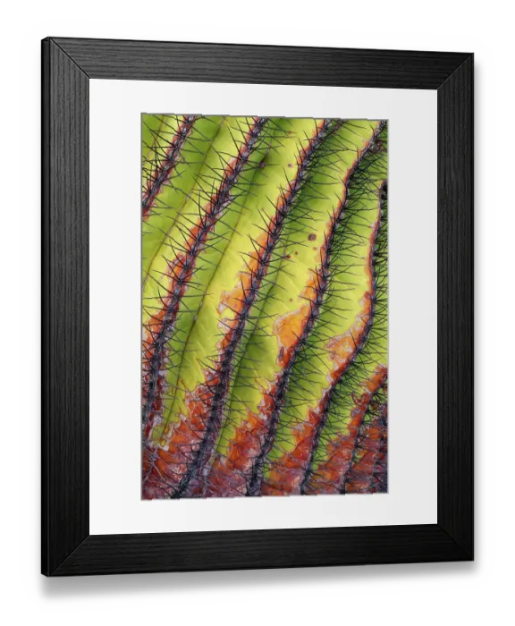 Framed Print : Santa Catalina barrel cactus (Ferocactus diguetii) spines close up. Santa Catalina Island, Loreto Bay National Park, Sea of Cortez, Mexico. May Framed Print : Santa Catalina barrel cactus (Ferocactus diguetii) spines close up. Santa Catalina Island, Loreto Bay National Park, Sea of Cortez, Mexico. May