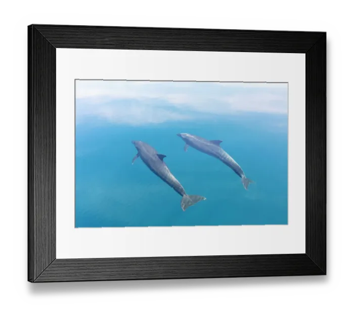 Framed Print : Bottlenose dolphin (Tursiops truncatus) swimming towards sea surface. Santa Catalina Island, Loreto Bay National Park, Sea of Cortez, Mexico. May Framed Print : Bottlenose dolphin (Tursiops truncatus) swimming towards sea surface. Santa Catalina Island, Loreto Bay National Park, Sea of Cortez, Mexico. May