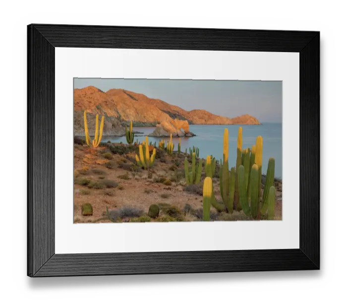 Framed Print : Mexican giant cardon cactus (Pachycereus pringlei) with Elephant Rock beyond. Santa Catalina Island, Loreto Bay National Park, Sea of Cortez, Mexico. May Framed Print : Mexican giant cardon cactus (Pachycereus pringlei) with Elephant Rock beyond. Santa Catalina Island, Loreto Bay National Park, Sea of Cortez, Mexico. May