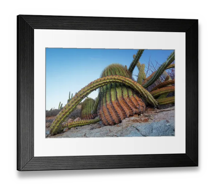 Framed Print : Sour pitaya cactus (Stenocereus gummosus) and Santa Catalina barrel cactus (Ferocactus diguetii). Santa Catalina Island, Loreto Bay National Park, Sea of Cortez, Gulf of California, Mexico. May Framed Print : Sour pitaya cactus (Stenocereus gummosus) and Santa Catalina barrel cactus (Ferocactus diguetii). Santa Catalina Island, Loreto Bay National Park, Sea of Cortez, Gulf of California, Mexico. May