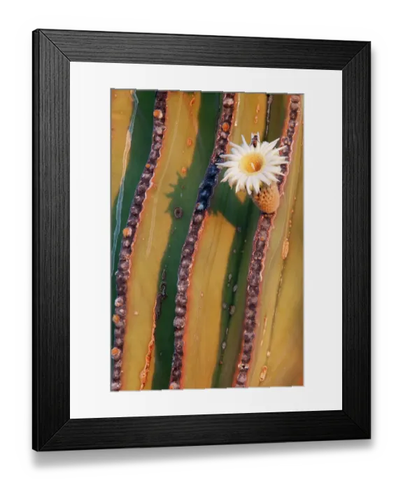 Framed Print : Mexican giant cardon cactus (Pachycereus pringlei) in flower. Loreto Bay National Park, Sea of Cortez, Mexico. May Framed Print : Mexican giant cardon cactus (Pachycereus pringlei) in flower. Loreto Bay National Park, Sea of Cortez, Mexico. May