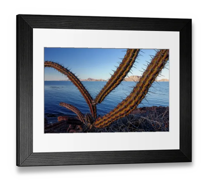 Framed Print : Sour pitaya cactus (Stenocereus gummosus) with Danzante Island and Del Carmen Island beyond. Loreto Bay National Park, Sea of Cortez, Mexico. May Framed Print : Sour pitaya cactus (Stenocereus gummosus) with Danzante Island and Del Carmen Island beyond. Loreto Bay National Park, Sea of Cortez, Mexico. May