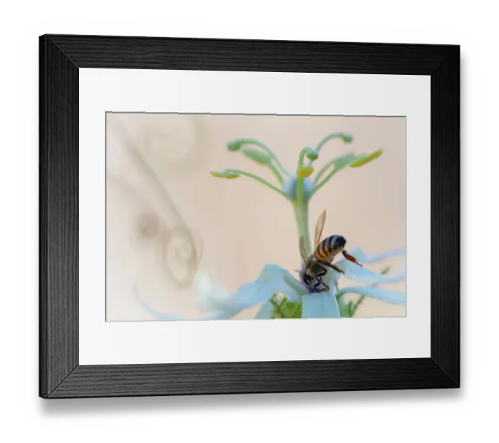 Framed Print : Western honeybee (Apis mellifera) pollinating Desert passionflower (Passiflora palmeri). Danzante Island, Loreto Bay National Park, Sea of Cortez, Mexico. May Framed Print : Western honeybee (Apis mellifera) pollinating Desert passionflower (Passiflora palmeri). Danzante Island, Loreto Bay National Park, Sea of Cortez, Mexico. May