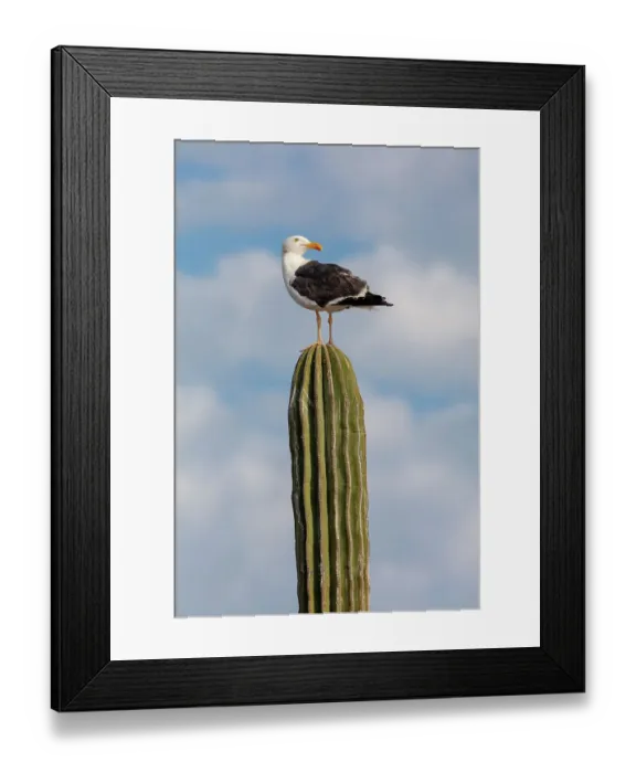 Framed Print : Yellow-footed gull (Larus livens) perched on Mexican giant cardon cactus (Pachycereus pringlei). El Pardito Island, Islands of Gulf of California Protected Area, Sea of Cortez, Mexico. May Framed Print : Yellow-footed gull (Larus livens) perched on Mexican giant cardon cactus (Pachycereus pringlei). El Pardito Island, Islands of Gulf of California Protected Area, Sea of Cortez, Mexico. May