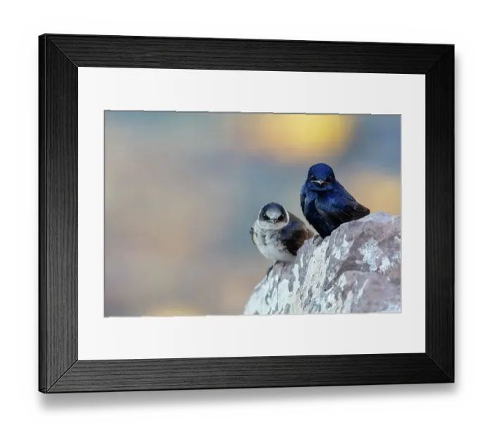 Framed Print : Male Purple martins (Progne subis) perched on rock. El Pardito Island, Islands of Gulf of California Protected Area, Sea of Cortez, Mexico. May Framed Print : Male Purple martins (Progne subis) perched on rock. El Pardito Island, Islands of Gulf of California Protected Area, Sea of Cortez, Mexico. May