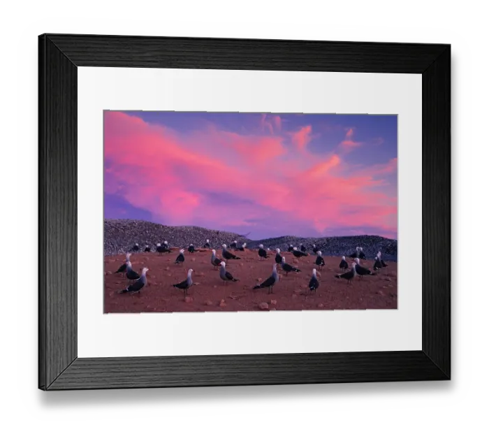 Framed Print : Heermann's gulls (Larus heermanni) choosing and protecting nesting site. Rasa Island Special Biosphere Reserve, Sea of Cortez, Mexico. April Framed Print : Heermann's gulls (Larus heermanni) choosing and protecting nesting site. Rasa Island Special Biosphere Reserve, Sea of Cortez, Mexico. April