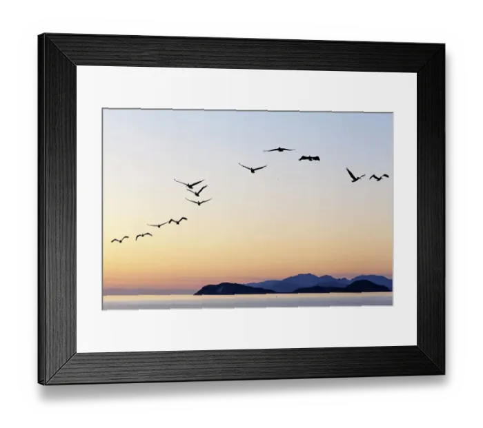 Framed Print : Brown pelicans (Pelecanus occidentalis) flying with Partida and Angel de la Guarda Islands beyond. Rasa Island Special Biosphere Reserve, Sea of Cortez, Mexico. April Framed Print : Brown pelicans (Pelecanus occidentalis) flying with Partida and Angel de la Guarda Islands beyond. Rasa Island Special Biosphere Reserve, Sea of Cortez, Mexico. April