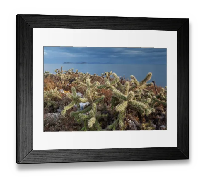 Framed Print : Jumping cholla cacti (Cylindropuntia fulgida. ) with Partida and Angel de la Guarda Islands beyond. Rasa Island Special Biosphere Reserve, Sea of Cortez, Mexico. April Framed Print : Jumping cholla cacti (Cylindropuntia fulgida. ) with Partida and Angel de la Guarda Islands beyond. Rasa Island Special Biosphere Reserve, Sea of Cortez, Mexico. April