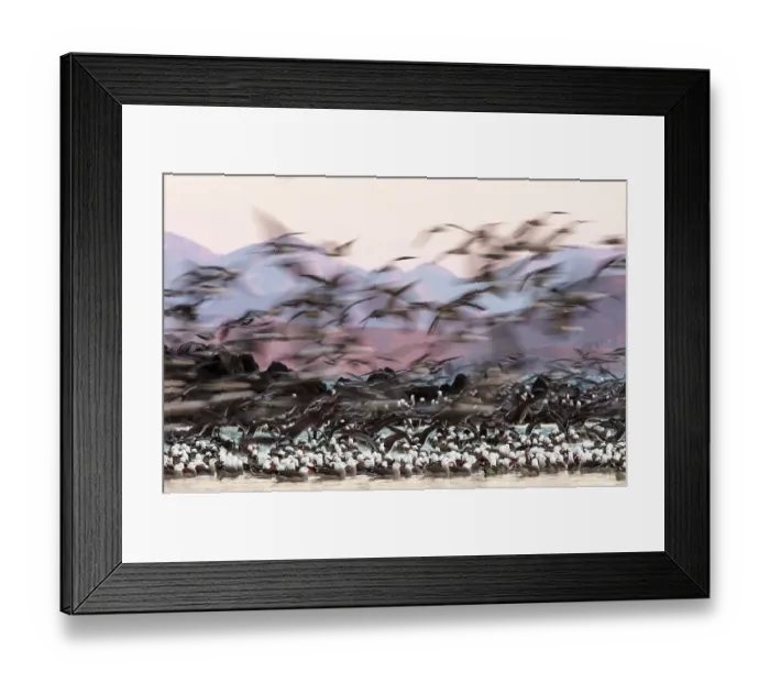 Framed Print : Heermann's gull (Larus heermanni) breeding colony in flight and restless due to presence of pair of Peregrine falcon (Falco peregrinus). Rasa Island Special Biosphere Reserve, Sea of Cortez, Mexico. April Framed Print : Heermann's gull (Larus heermanni) breeding colony in flight and restless due to presence of pair of Peregrine falcon (Falco peregrinus). Rasa Island Special Biosphere Reserve, Sea of Cortez, Mexico. April