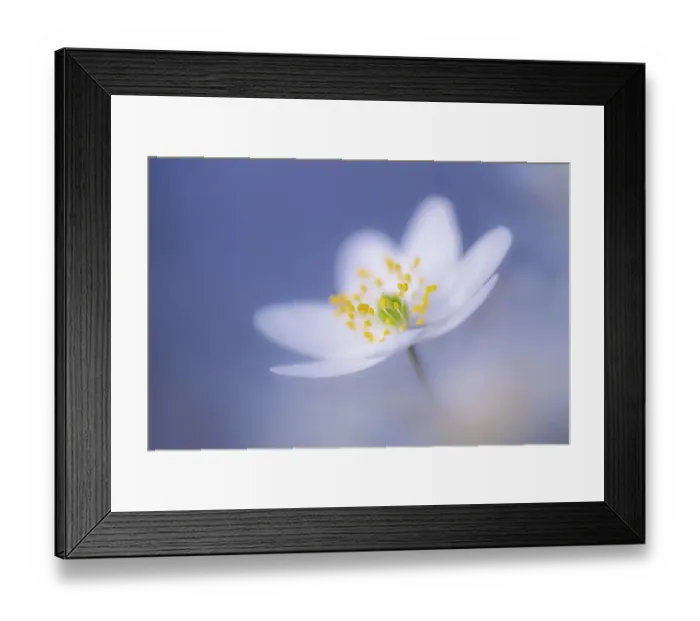 Framed Print : Wood anemone (Anemone nemorosa) flower, RHS Rosemoor, Great Torrington, Devon, UK. April Framed Print : Wood anemone (Anemone nemorosa) flower, RHS Rosemoor, Great Torrington, Devon, UK. April