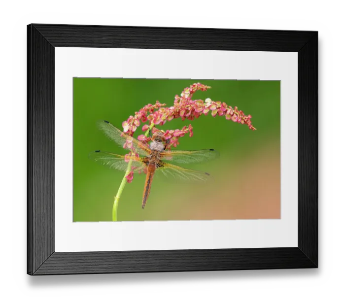 Framed Print : Scarce chaser dragonfly (Libellula fulva) covered in dew, roosting on common sorrel (Rumex acetosa), Lower Tamar Lakes, Cornwall, UK. May Framed Print : Scarce chaser dragonfly (Libellula fulva) covered in dew, roosting on common sorrel (Rumex acetosa), Lower Tamar Lakes, Cornwall, UK. May