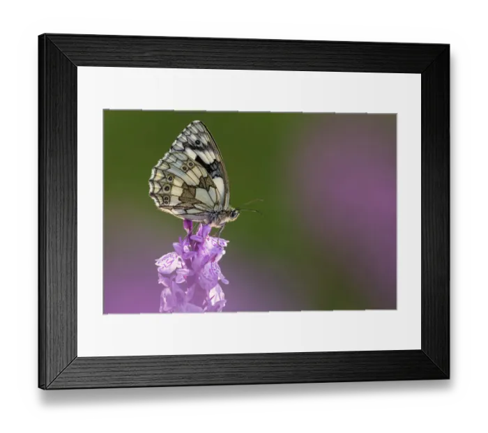 Framed Print : Marbled white butterfly (Melanargia galathea) resting on common spotted orchid (Dactylorhiza fuchsii), Dunsdon, Devon, UK. July Framed Print : Marbled white butterfly (Melanargia galathea) resting on common spotted orchid (Dactylorhiza fuchsii), Dunsdon, Devon, UK. July
