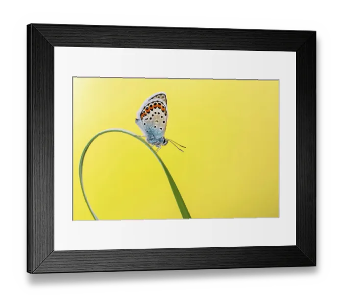 Framed Print : Silver studded blue butterfly (Plebejus argus) resting on grass blade, Gwithian Towans, Cornwall, UK. June