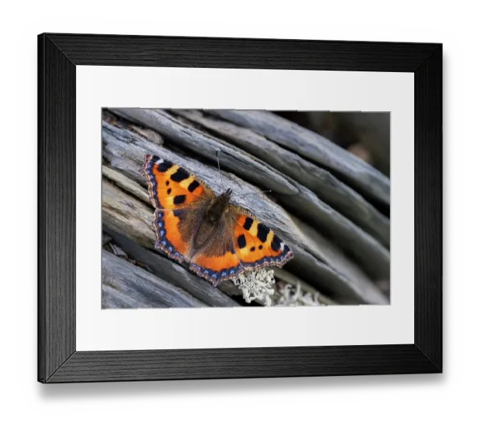 Framed Print : Small tortoiseshell butterfly (Aglais urticae) basking on Cornish slate wall, Crantock, Cornwall, UK. June Framed Print : Small tortoiseshell butterfly (Aglais urticae) basking on Cornish slate wall, Crantock, Cornwall, UK. June