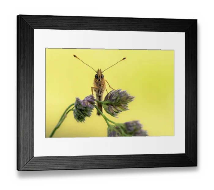 Framed Print : Small pearl-bordered fritillary butterfly {Boloria selene} head-on view, resting on grass, Cornwall, UK. June Framed Print : Small pearl-bordered fritillary butterfly {Boloria selene} head-on view, resting on grass, Cornwall, UK. June