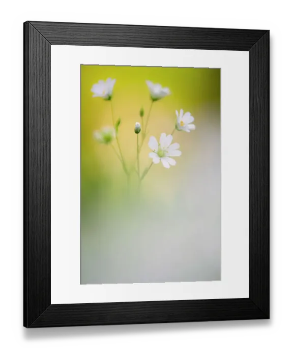 Framed Print : Greater stitchwort (Stellaria holostea) flowering, Broxwater, Cornwall, UK. May Framed Print : Greater stitchwort (Stellaria holostea) flowering, Broxwater, Cornwall, UK. May