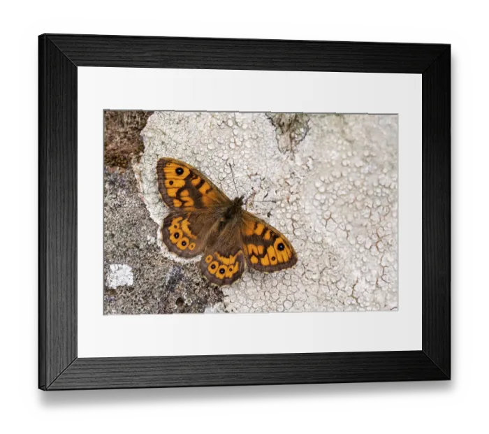 Framed Print : Wall brown butterfly {Lasiommata megera} basking on lichen covered stone wall, The Rumps, Polzeath, Cornwall, UK. April Framed Print : Wall brown butterfly {Lasiommata megera} basking on lichen covered stone wall, The Rumps, Polzeath, Cornwall, UK. April