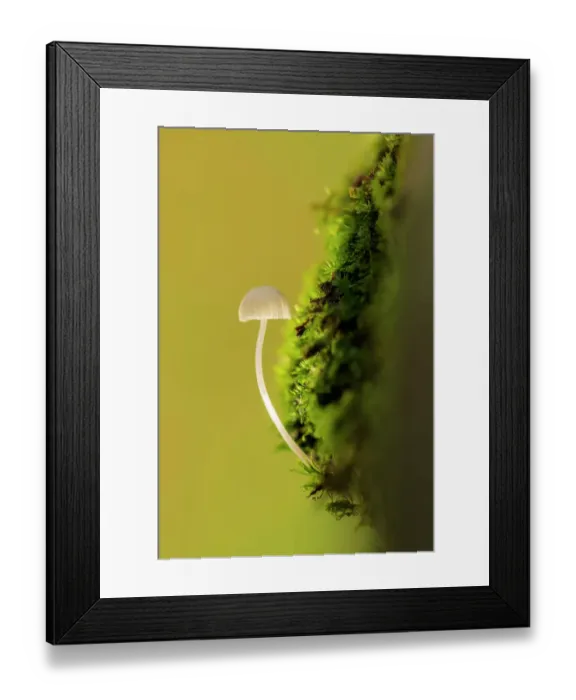 Framed Print : Mycena fungi (Mycena) growing from mossy log, Broxwater, Cornwall, UK. November Framed Print : Mycena fungi (Mycena) growing from mossy log, Broxwater, Cornwall, UK. November