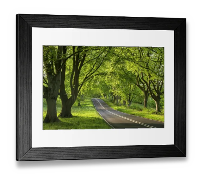 Framed Print : Beech tree (Fagus sylvatica) avenue with road, Kingston Lacy, Dorset, UK. May Framed Print : Beech tree (Fagus sylvatica) avenue with road, Kingston Lacy, Dorset, UK. May