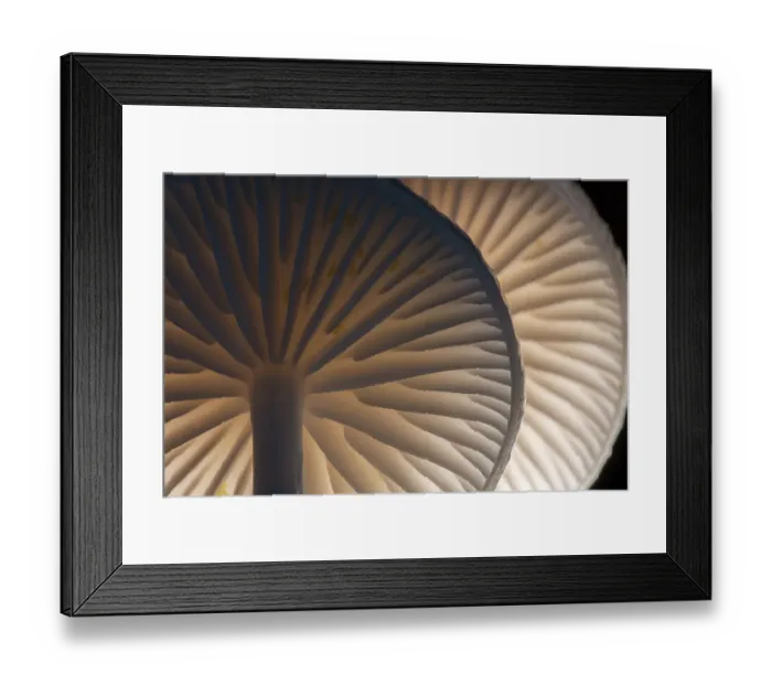 Framed Print : Porcelain fungus (Oudemansiella mucida) showing gills underneath, Bolderwood, The New Forest, Hampshire, UK. October. Backlit Framed Print : Porcelain fungus (Oudemansiella mucida) showing gills underneath, Bolderwood, The New Forest, Hampshire, UK. October. Backlit