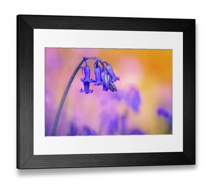 Framed Print : Bluebell (Hyacinthoides non-scripta) flowers in evening light, Valency Valley, Boscastle, Cornwall, UK. April