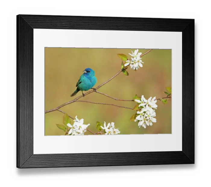 Framed Print : Male Indigo bunting (Passerina cyanea) perched in flowering Serviceberry (Amelanchier) in spring. Salamanca, New York, USA. May Framed Print : Male Indigo bunting (Passerina cyanea) perched in flowering Serviceberry (Amelanchier) in spring. Salamanca, New York, USA. May