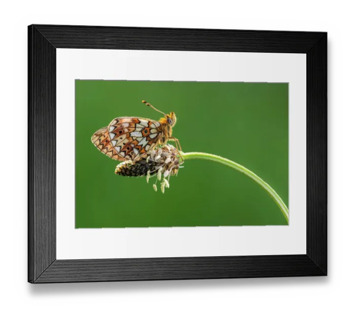 Framed Print : Small pearl-bordered fritillary (Boloria selene) roosting on ribwort plantain (Plantago lanceolata), Marsland mouth, Devonshire, UK. May Framed Print : Small pearl-bordered fritillary (Boloria selene) roosting on ribwort plantain (Plantago lanceolata), Marsland mouth, Devonshire, UK. May
