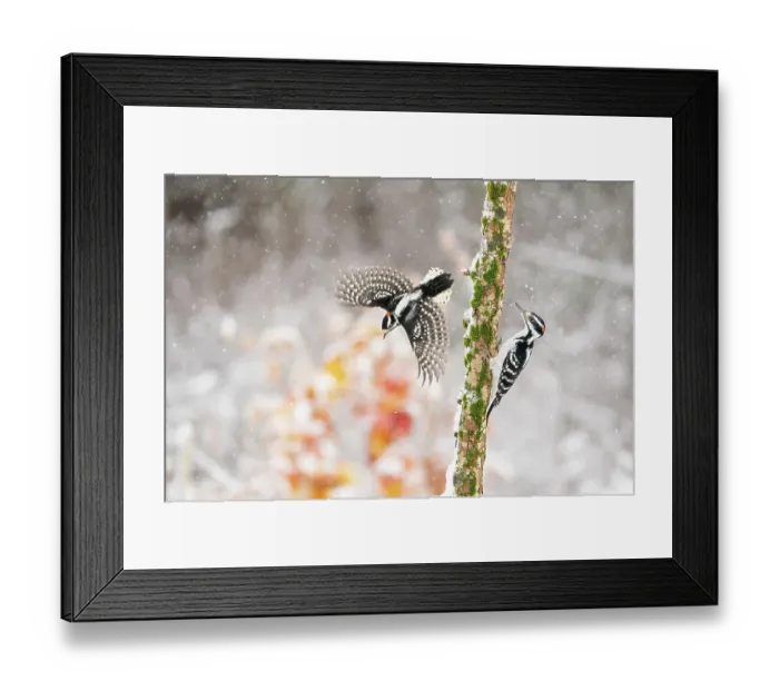 Framed Print : Male Downy woodpecker (Picoides pubescens) taking off to avoid Male Hairy woodpecker (Picoides villosus) that landed on its perch in winter, with orange foliage in background. Freeville, New York, USA. December Framed Print : Male Downy woodpecker (Picoides pubescens) taking off to avoid Male Hairy woodpecker (Picoides villosus) that landed on its perch in winter, with orange foliage in background. Freeville, New York, USA. December