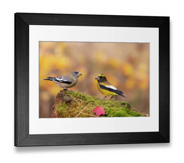 Framed Print : Pair of Evening grosbeaks (Coccothraustes vespertinus), in winter plumage, perched on moss-covered log. New York, USA. October. Digitally retouched; distractions removed. Topaz AI Sharpen applied
