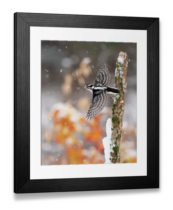 Framed Print : Male Downy woodpecker (Picoides pubescens) taking off from moss-covered trunk in winter, with orange foliage in background. Freeville, New York, USA. December. Topaz AI DeNoise and Sharpen applied Framed Print : Male Downy woodpecker (Picoides pubescens) taking off from moss-covered trunk in winter, with orange foliage in background. Freeville, New York, USA. December. Topaz AI DeNoise and Sharpen applied