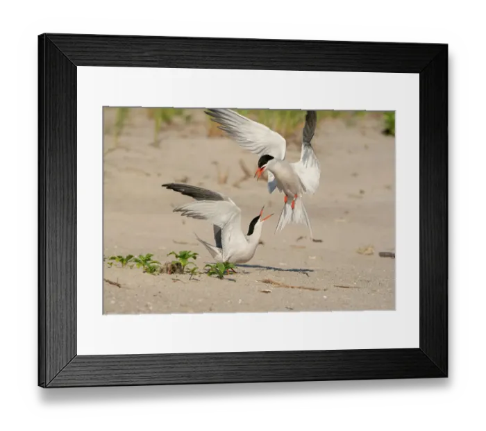 Framed Print : Two Common terns (Sterna hirundo) in middle of aggressive encounter as one lands near nest with chick in it. Long Island, New York, USA. June Framed Print : Two Common terns (Sterna hirundo) in middle of aggressive encounter as one lands near nest with chick in it. Long Island, New York, USA. June