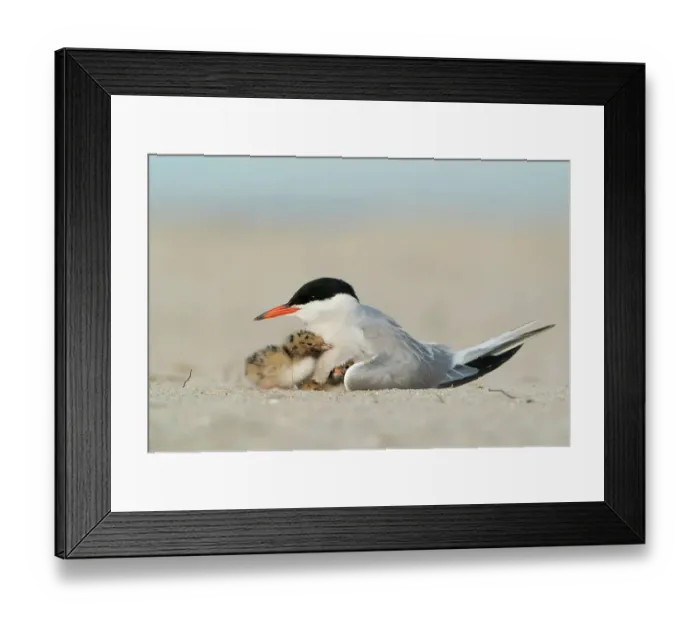 Framed Print : Adult Common tern (Sterna hirundo) brooding two chicks. Long Island, New York, USA. June