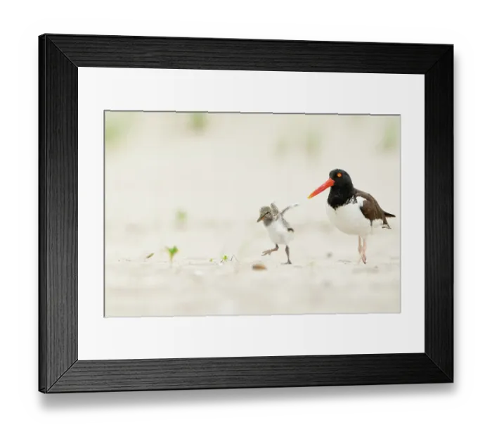 Framed Print : Adult American oystercatcher (Haematopus palliatus) walking along beach, with chick running and flapping its wings. Long Island, New York, USA. June Framed Print : Adult American oystercatcher (Haematopus palliatus) walking along beach, with chick running and flapping its wings. Long Island, New York, USA. June